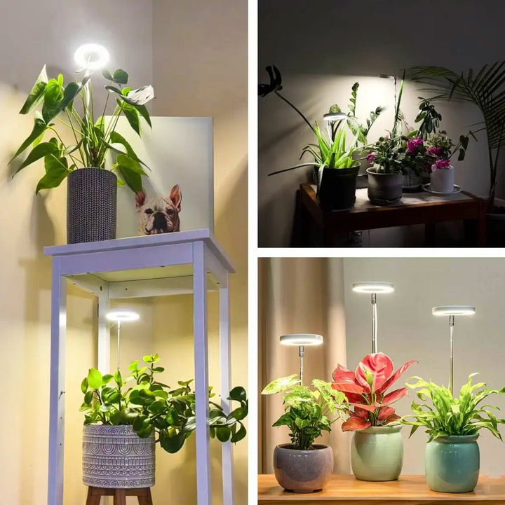 Iliana - Lampada a LED per piante regolabile